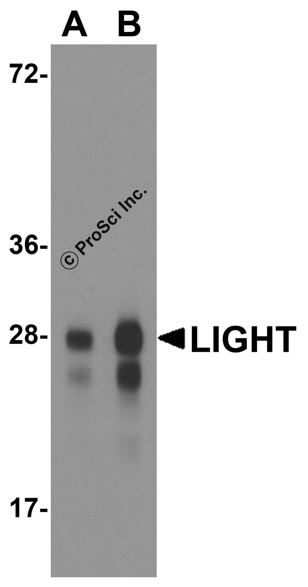 Western blot analysis of LIGHT in overexpressing HEK293 cells with LIGHT antibody at 0.5 and 1 &#956;g/ml