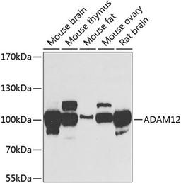 Western blot - ADAM12 antibody (A7940)