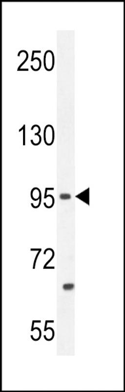 Western blot analysis in MCF-7 cell line lysates (35ug/lane).