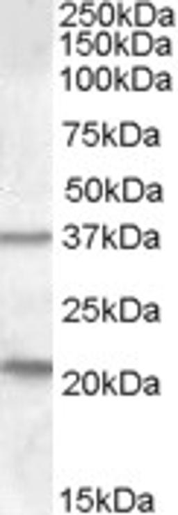 46-721 (1ug/ml) staining of Human Liver lysate (35ug protein in RIPA buffer). Primary incubation was 1 hour. Detected by chemiluminescence.