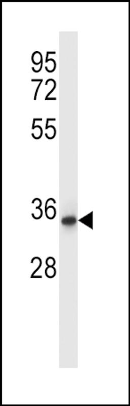 Western blot analysis in human placenta tissue lysates (35ug/lane).