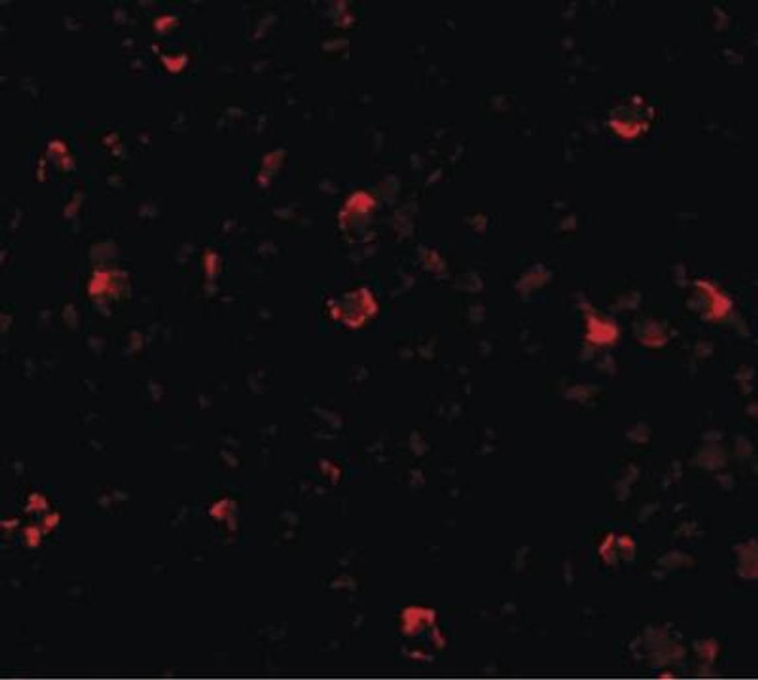 Immunofluorescence: IRGC Antibody [NBP1-72124] - Analysis in A20 cells at 20 ug/ml.