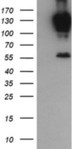 Western Blot: PCDH7 Antibody (1F7) [NBP2-46340] - Analysis of HEK293T cells were transfected with the pCMV6-ENTRY control (Left lane) or pCMV6-ENTRY PCDH7.