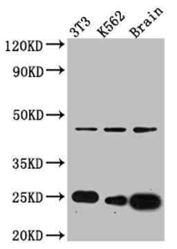 Western Blot. Positive WB detected in: NIH/3T3 whole cell lysate, K562 whole cell lysate, Mouse Brain whole cell lysate. All lanes: CDC42 antibody at 1:1000. Secondary. Goat polyclonal to rabbit IgG at 1/50000 dilution. Predicted band size: 22, 22 kDa. Observed band size: 24 kDa.