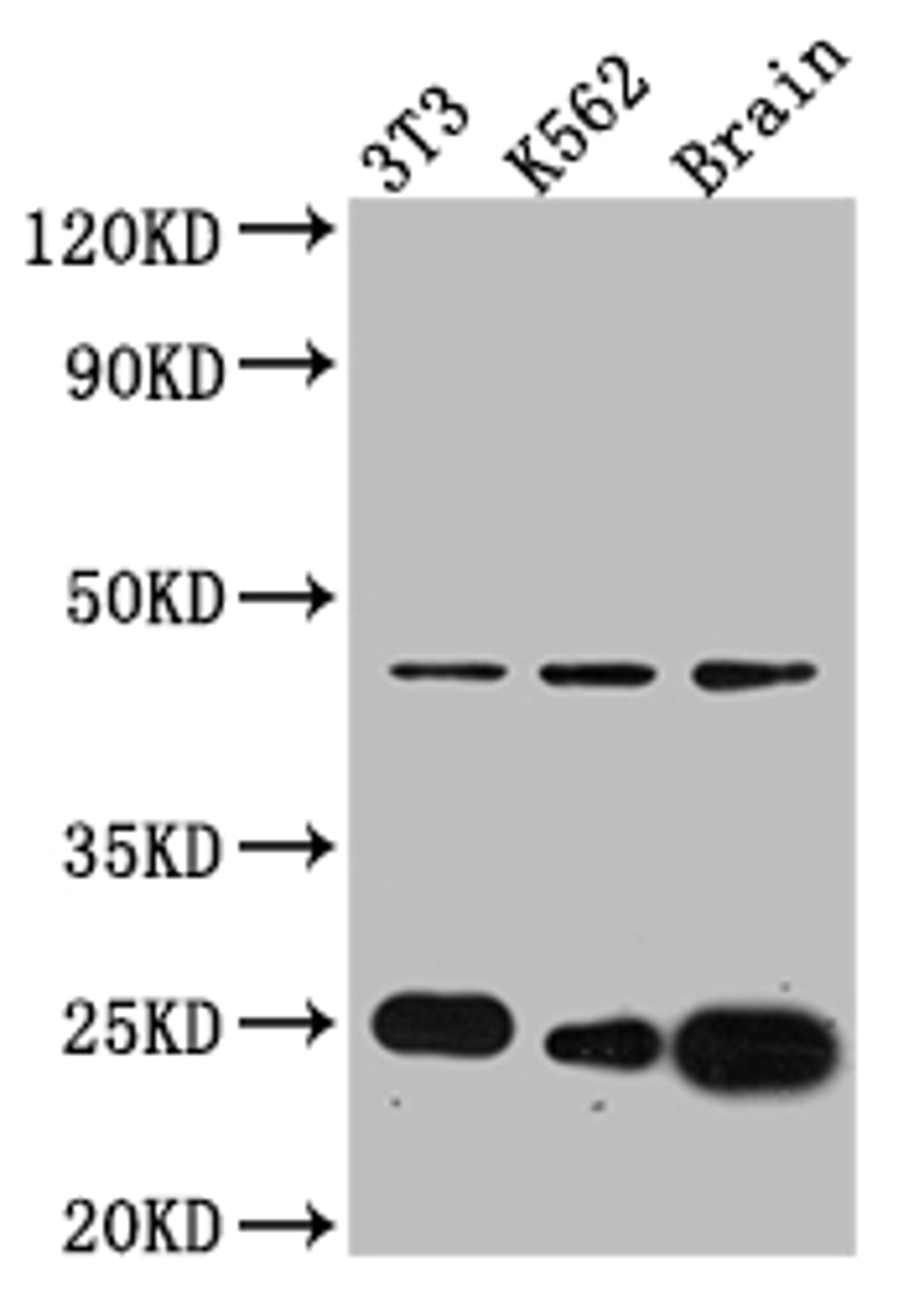 Western Blot. Positive WB detected in: NIH/3T3 whole cell lysate, K562 whole cell lysate, Mouse Brain whole cell lysate. All lanes: CDC42 antibody at 1:1000. Secondary. Goat polyclonal to rabbit IgG at 1/50000 dilution. Predicted band size: 22, 22 kDa. Observed band size: 24 kDa.