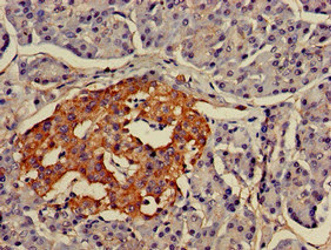 Immunohistochemistry of paraffin-embedded human pancreatic tissue using CSB-PA848414LA01HU at dilution of 1:100