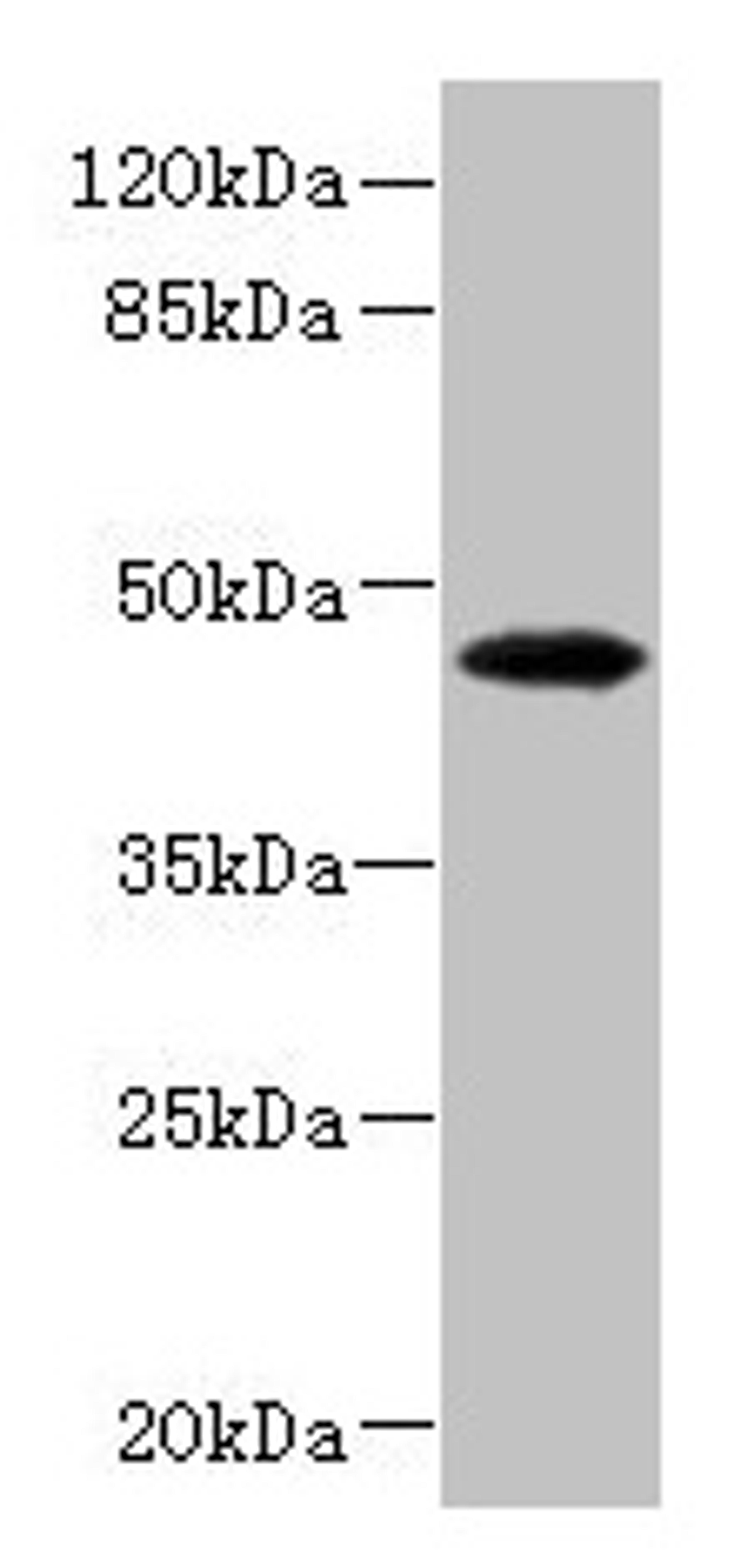 Western blot. All lanes: PHKG2 antibody at 3.4µg/ml + HepG2 whole cell lysate. Secondary. Goat polyclonal to rabbit IgG at 1/10000 dilution. Predicted band size: 47, 44 kDa. Observed band size: 47 kDa