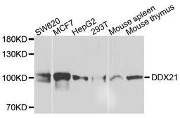 Western blot analysis of extracts of various cells using DDX21 antibody