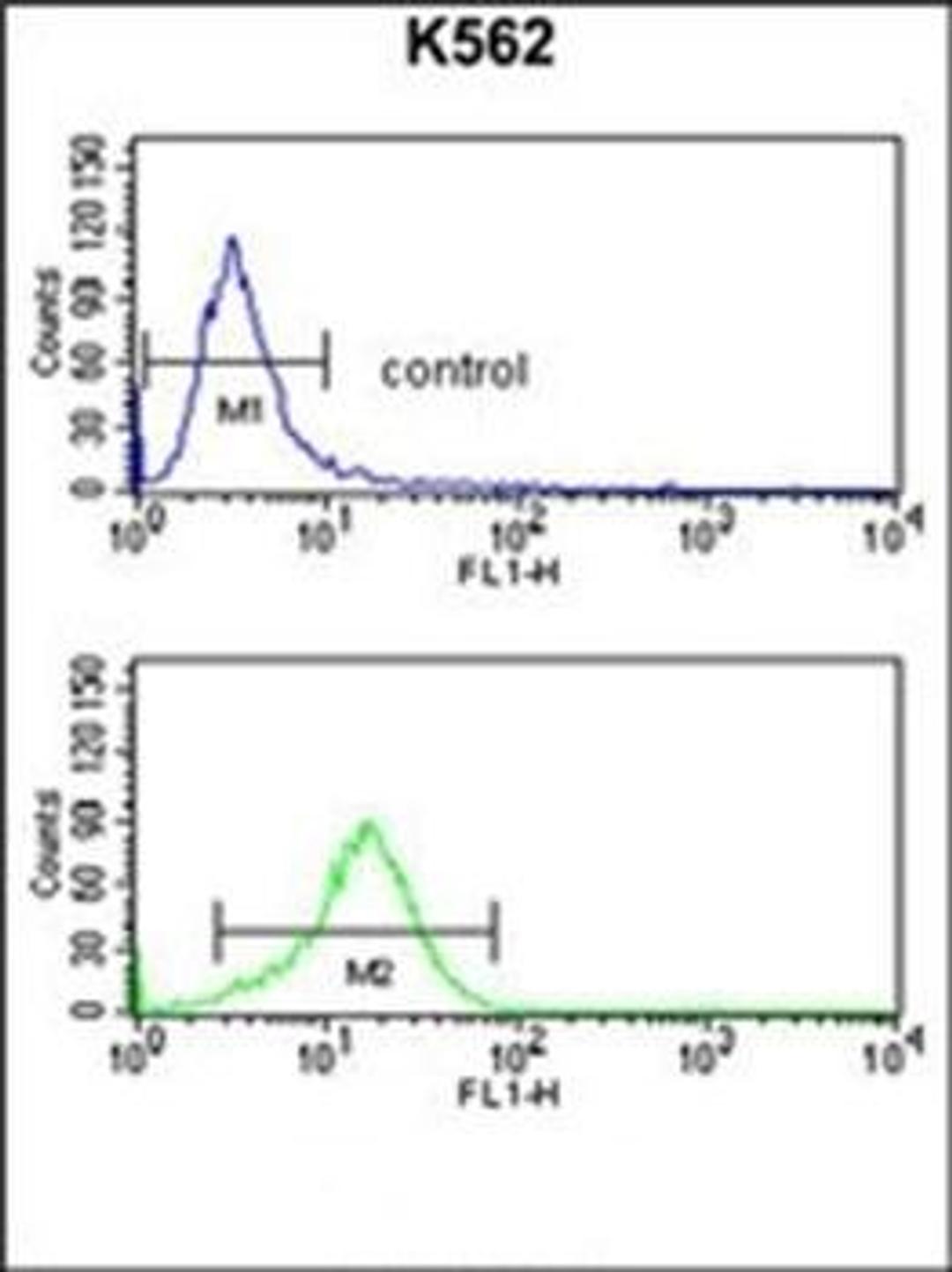 Flow cytometric analysis of K562 cells using MAPE antibody (primary antibody dilution at: 1:10-50)