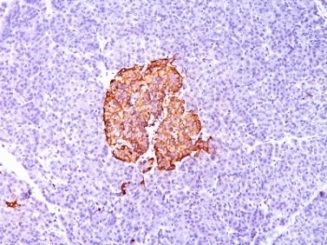 Formalin-fixed, paraffin-embedded human pancreas stained with Insulin antibody (SPM139).