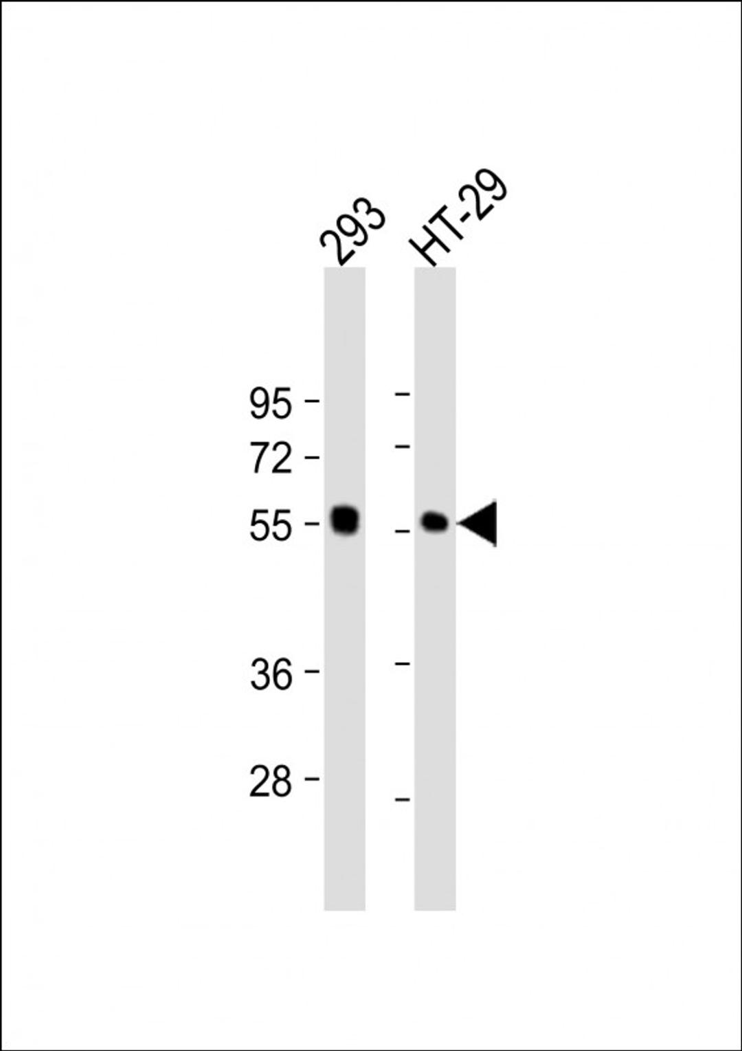 Western Blot at 1:2000 dilution Lane 1: 293 whole cell lysate Lane 2: HT-29 whole cell lysate Lysates/proteins at 20 ug per lane.