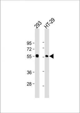 Western Blot at 1:2000 dilution Lane 1: 293 whole cell lysate Lane 2: HT-29 whole cell lysate Lysates/proteins at 20 ug per lane.