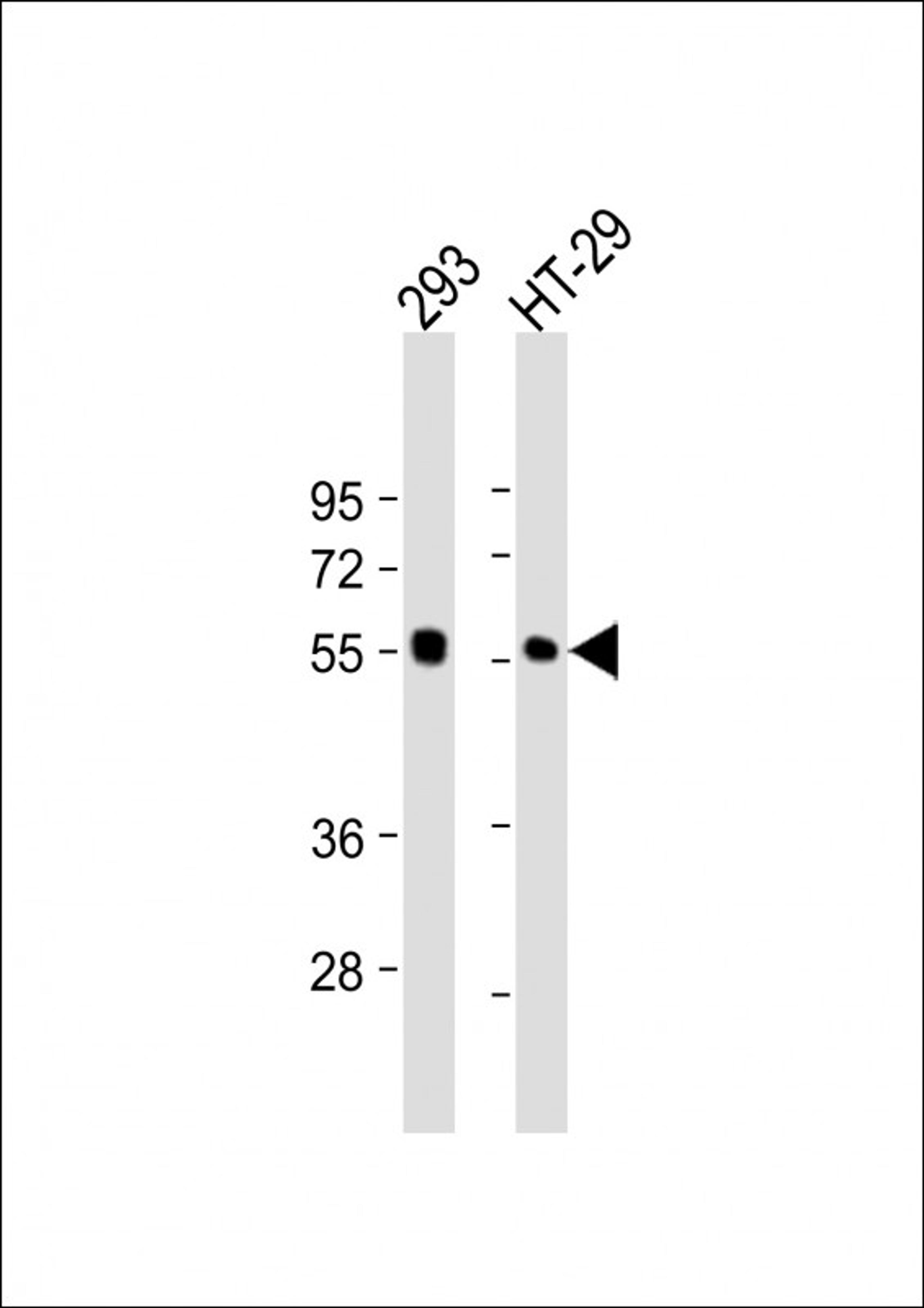 Western Blot at 1:2000 dilution Lane 1: 293 whole cell lysate Lane 2: HT-29 whole cell lysate Lysates/proteins at 20 ug per lane.