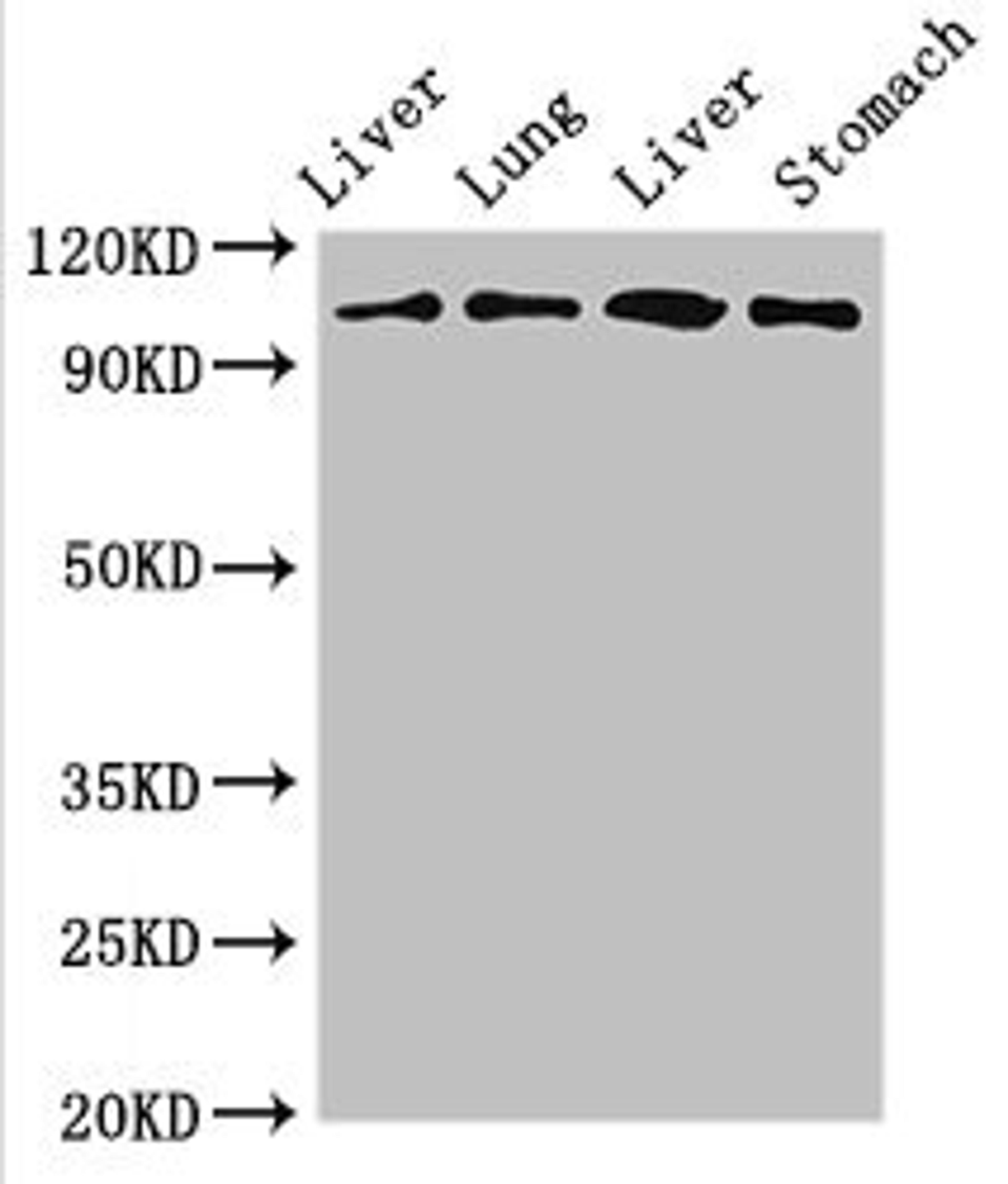 Western Blot. Positive WB detected in: Rat liver tissue, Rat lung tissue, Mouse liver tissue, Mouse stomach tissue. All lanes: MAP3K13 antibody at 3ug/ml. Secondary. Goat polyclonal to rabbit IgG at 1/50000 dilution. Predicted band size: 109, 18, 93, 86, 15 kDa. Observed band size: 109 kDa. 