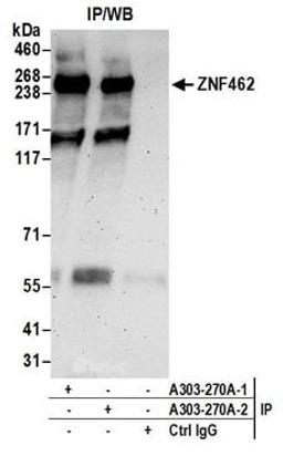 Detection of human ZNF462 by western blot of immunoprecipitates.