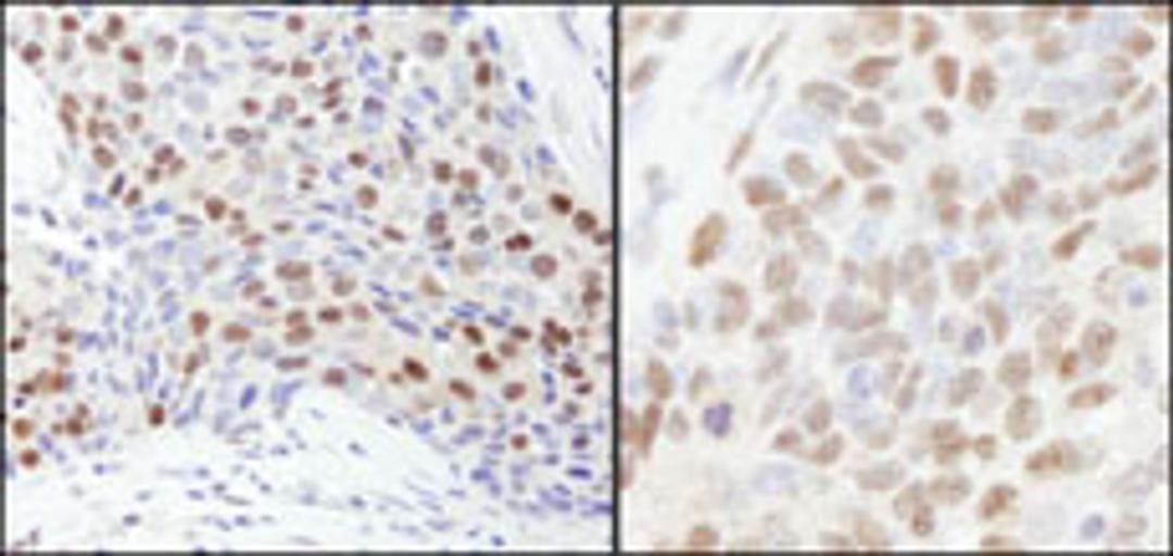 Detection of human and mouse RbBP7 by immunohistochemistry.