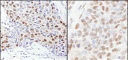 Detection of human and mouse RbBP7 by immunohistochemistry.