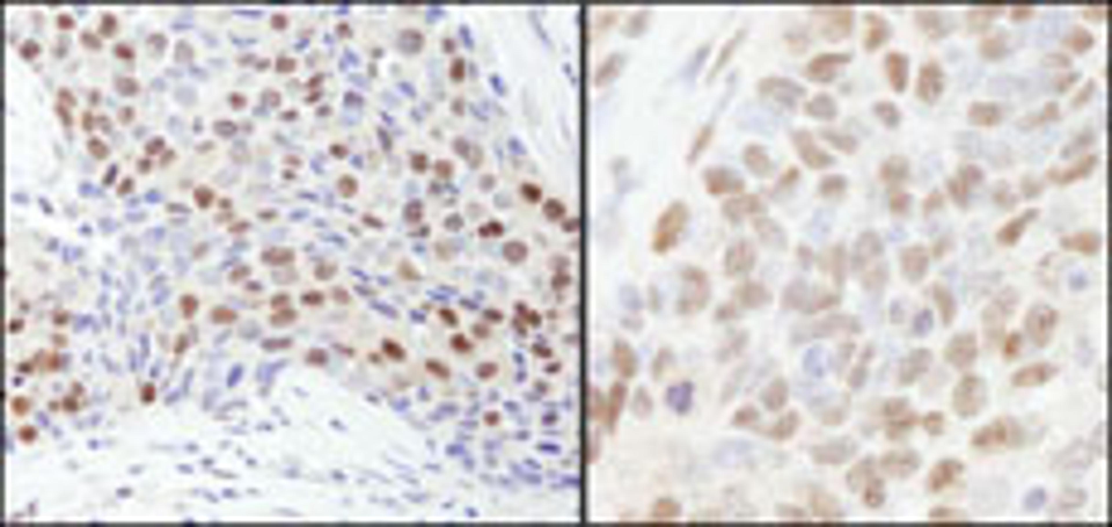 Detection of human and mouse RbBP7 by immunohistochemistry.