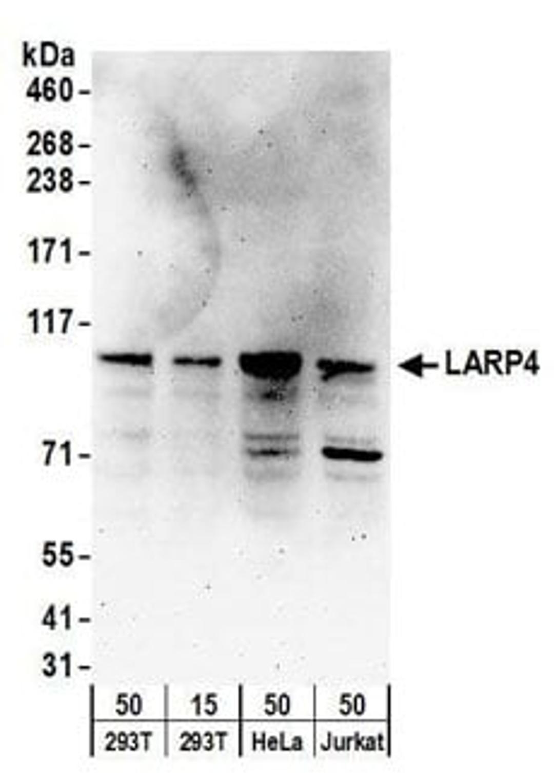 Detection of human LARP4 by western blot.