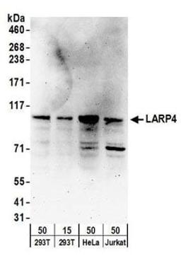 Detection of human LARP4 by western blot.