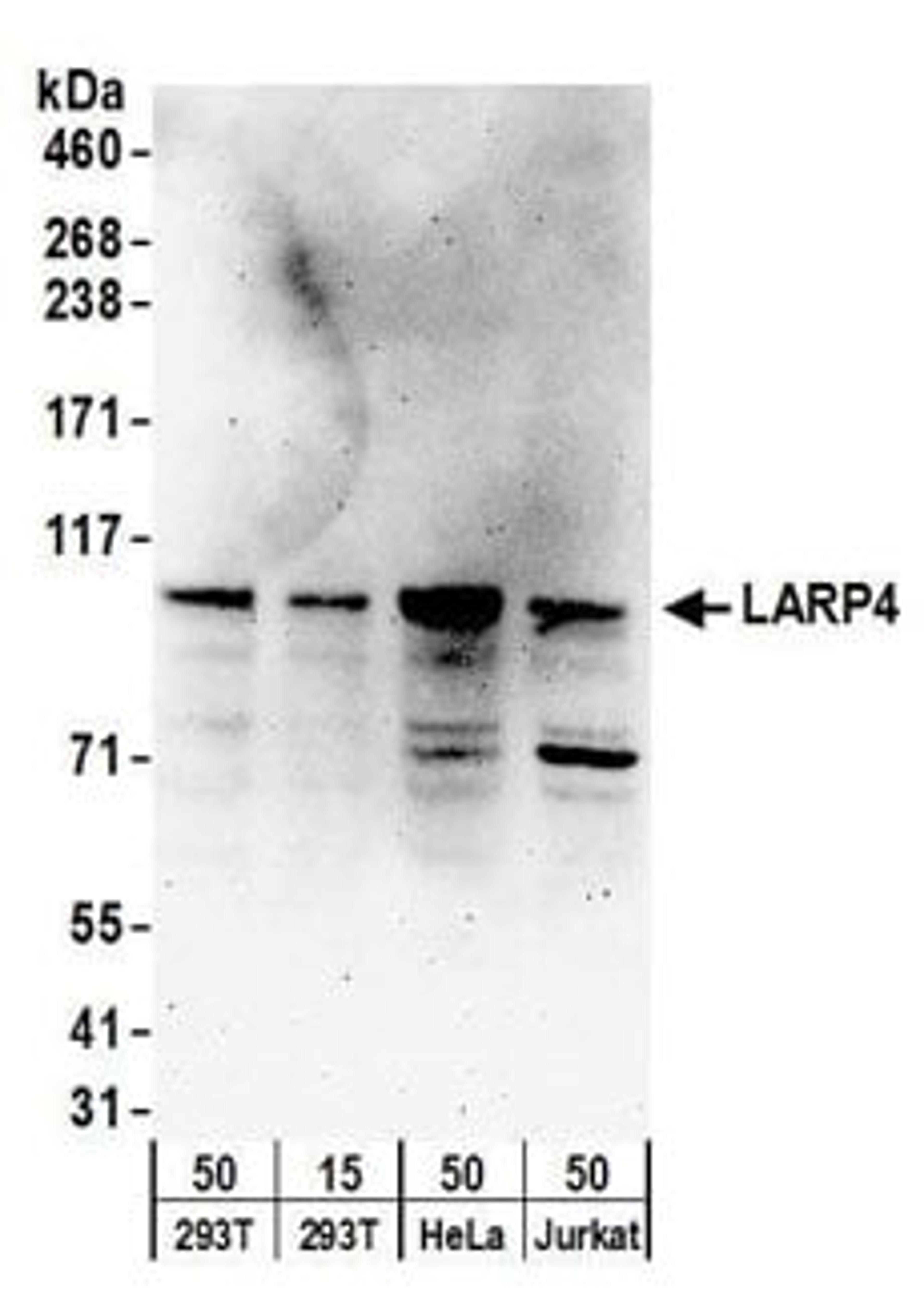 Detection of human LARP4 by western blot.