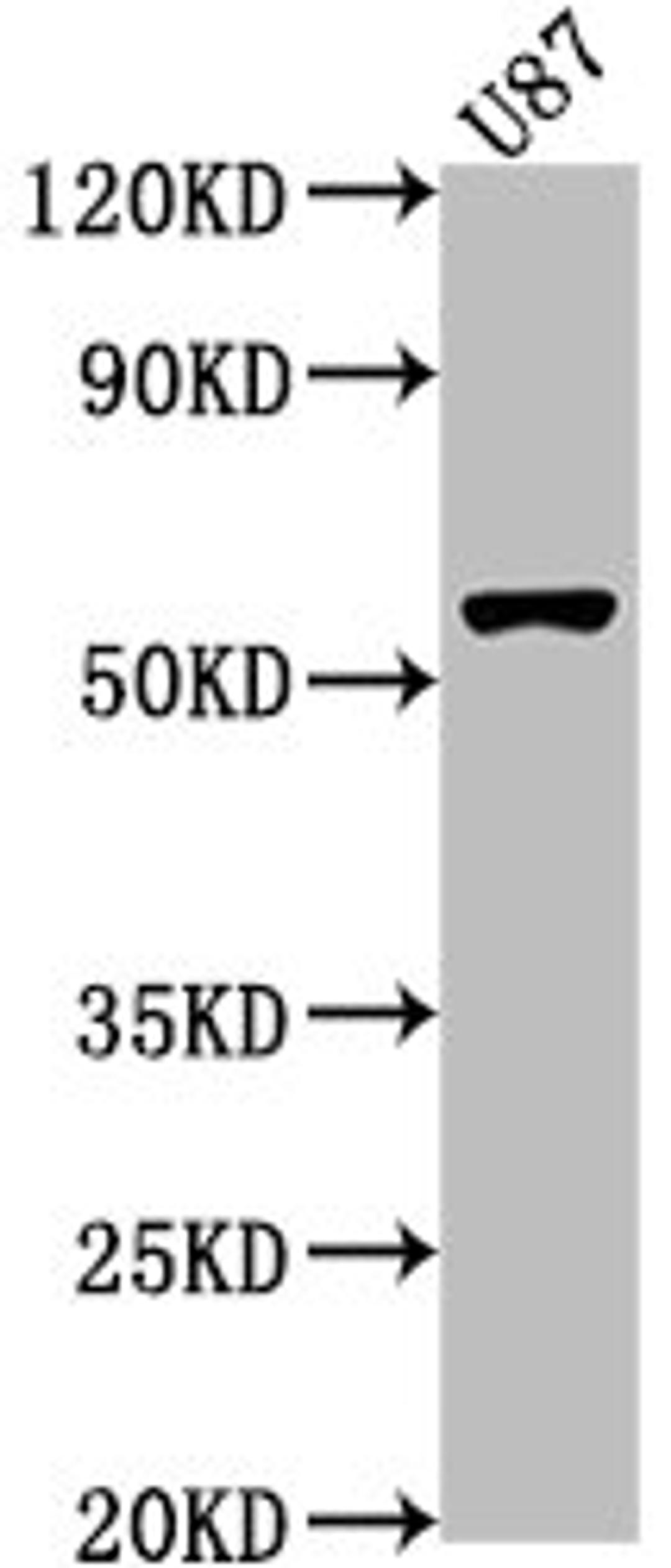 Western Blot. Positive WB detected in: U87 whole cell lysate. All lanes: RORB antibody at 1:1000. Secondary. Goat polyclonal to rabbit IgG at 1/50000 dilution. Predicted band size: 54, 53 kDa. Observed band size: 54 kDa. 
