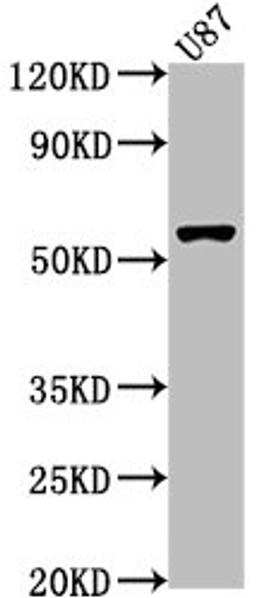 Western Blot. Positive WB detected in: U87 whole cell lysate. All lanes: RORB antibody at 1:1000. Secondary. Goat polyclonal to rabbit IgG at 1/50000 dilution. Predicted band size: 54, 53 kDa. Observed band size: 54 kDa. 