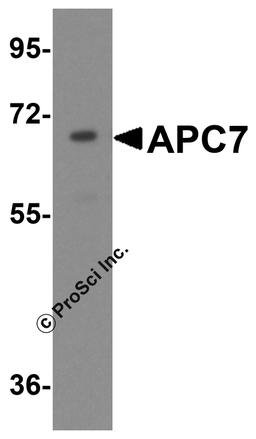 Western blot analysis of APC7 in HeLa cell lysate with APC7 antibody at 1 μg/mL.