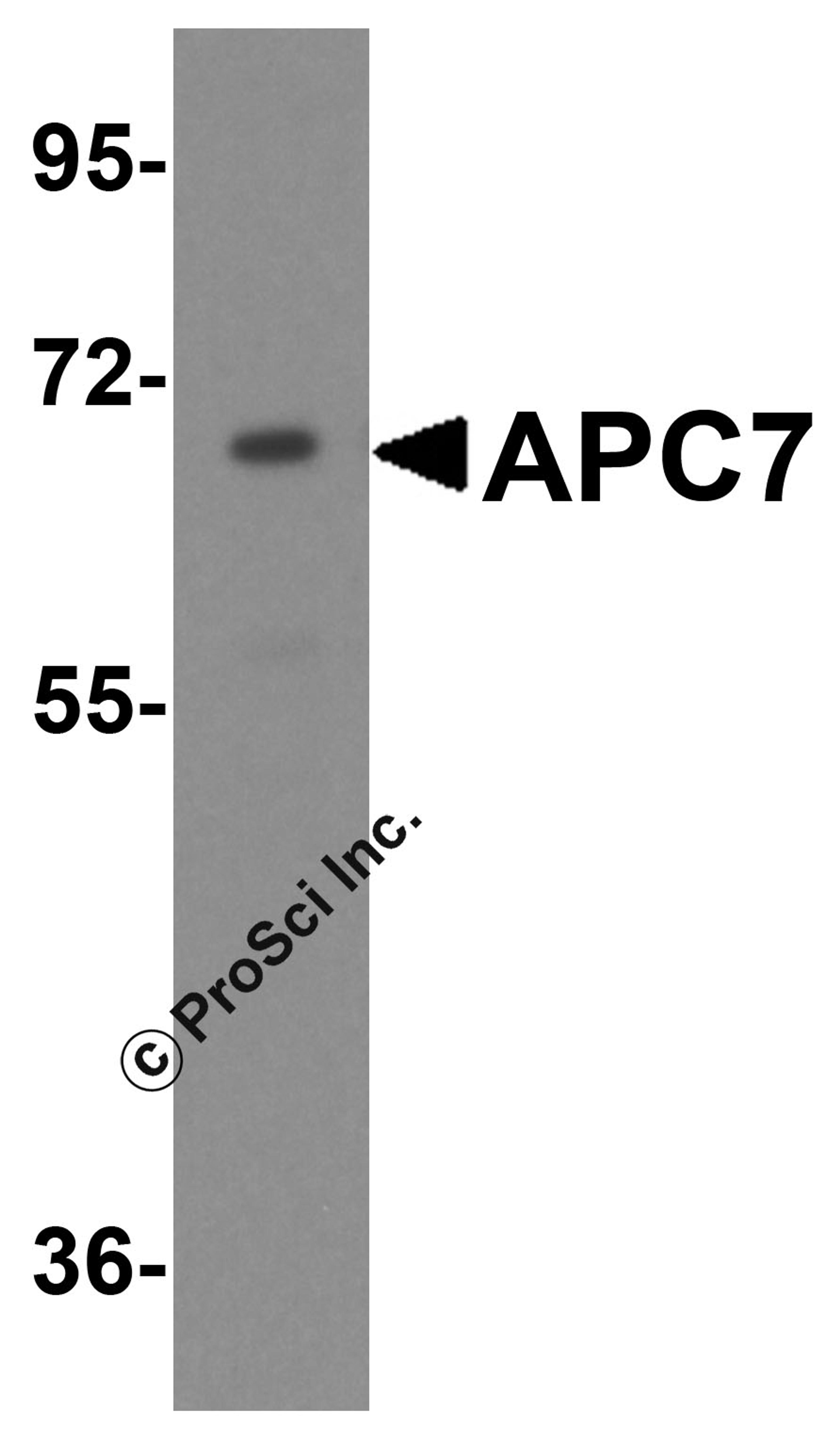 Western blot analysis of APC7 in HeLa cell lysate with APC7 antibody at 1 μg/mL.
