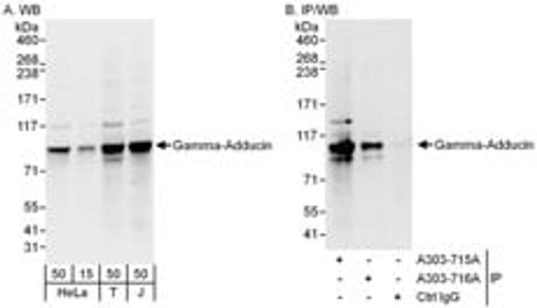 Detection of human Gamma-Adducin by western blot and immunoprecipitation.