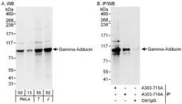 Detection of human Gamma-Adducin by western blot and immunoprecipitation.