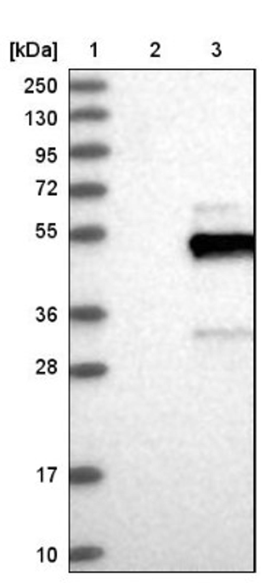 Western Blot: FAIM3 Antibody [NBP1-86924] - Lane 1: Marker [kDa] 250, 130, 95, 72, 55, 36, 28, 17, 10<br/>Lane 2: Negative control (vector only transfected HEK293T lysate)<br/>Lane 3: Over-expression lysate (Co-expressed with a C-terminal myc-DDK tag (~3.1 kDa) in mammalian HEK293T cells, LY401671)