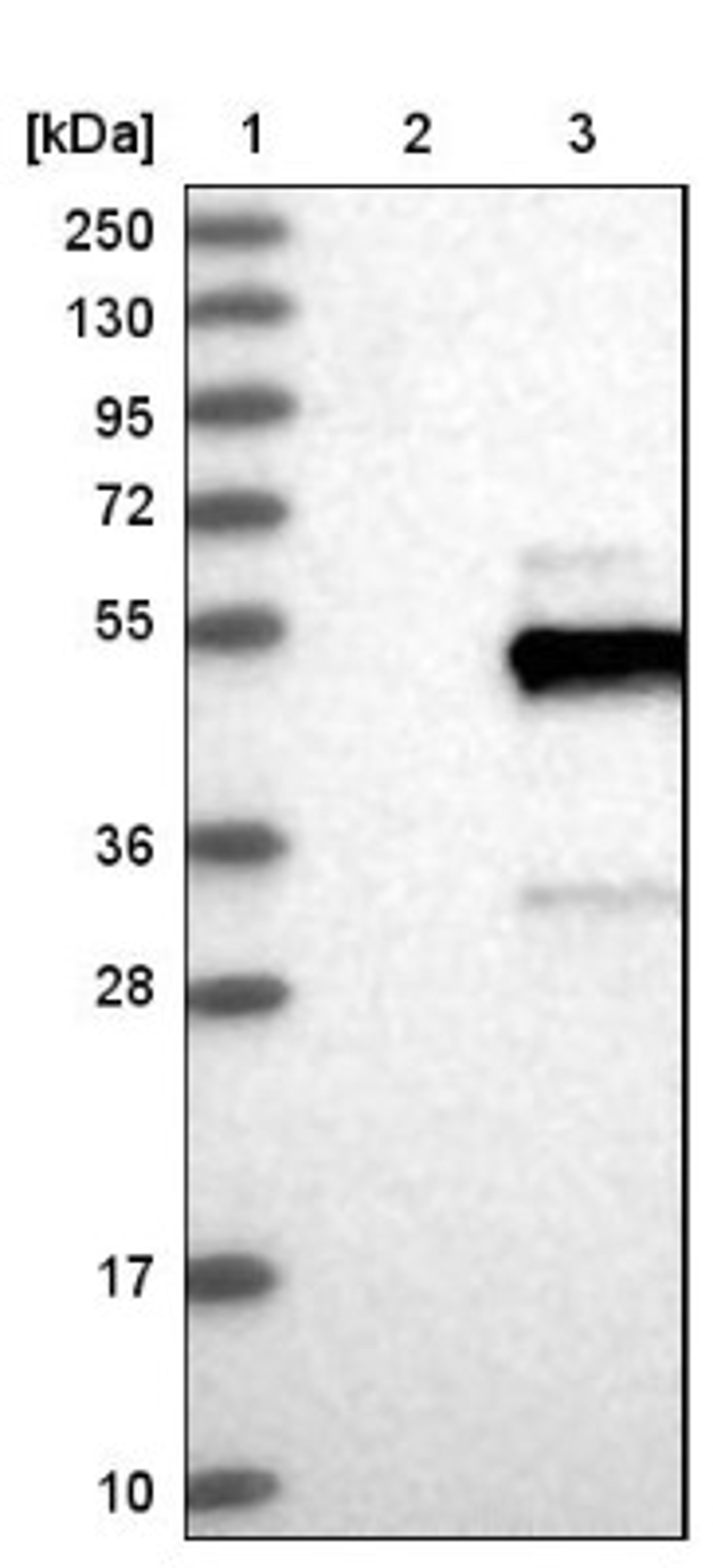 Western Blot: FAIM3 Antibody [NBP1-86924] - Lane 1: Marker [kDa] 250, 130, 95, 72, 55, 36, 28, 17, 10<br/>Lane 2: Negative control (vector only transfected HEK293T lysate)<br/>Lane 3: Over-expression lysate (Co-expressed with a C-terminal myc-DDK tag (~3.1 kDa) in mammalian HEK293T cells, LY401671)