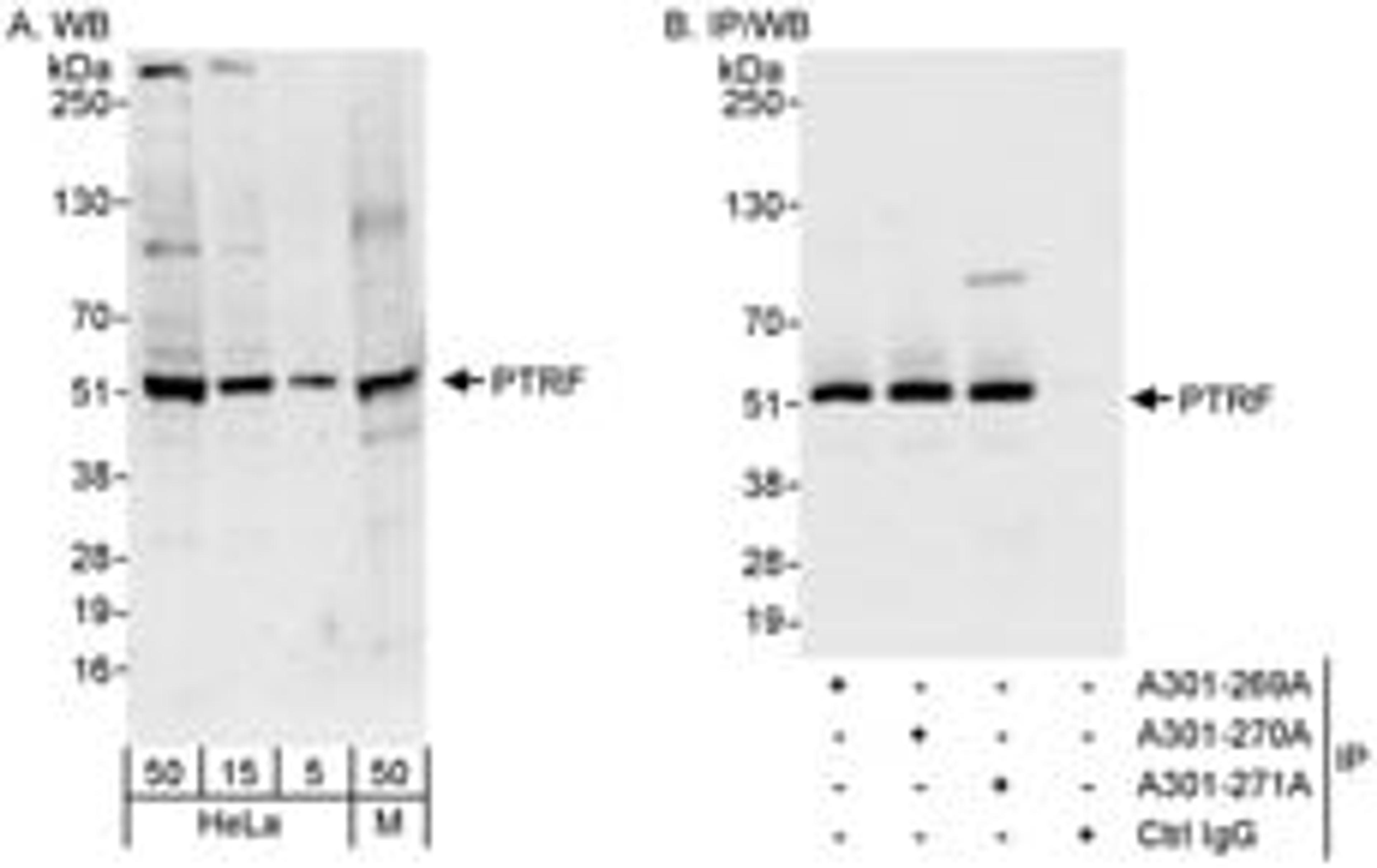 Detection of human and mouse PTRF by western blot (h&m) and immunoprecipitation (h).