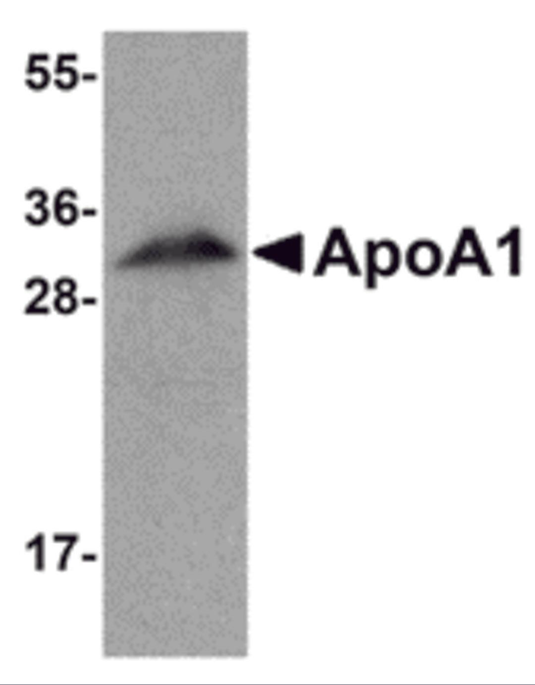 Western blot analysis of ApoA1 in human liver tissue lysate with ApoA1 antibody at 1 μg/mL.