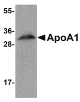 Western blot analysis of ApoA1 in human liver tissue lysate with ApoA1 antibody at 1 μg/mL.