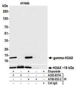 Detection of human Gamma-H2AX by western blot of immunoprecipitates.