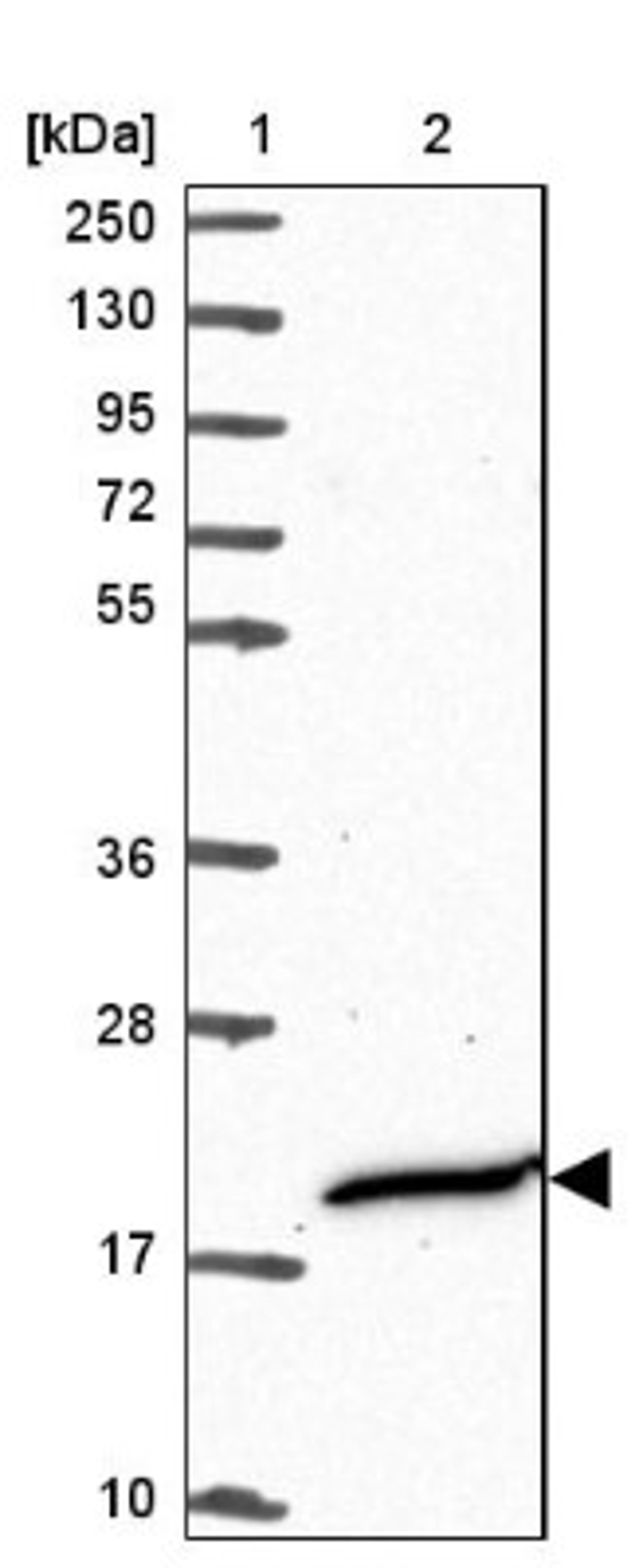 Western Blot: KIAA1430 Antibody [NBP2-47408] - Lane 1: Marker [kDa] 250, 130, 95, 72, 55, 36, 28, 17, 10.  Lane 2: Human cell line RT-4