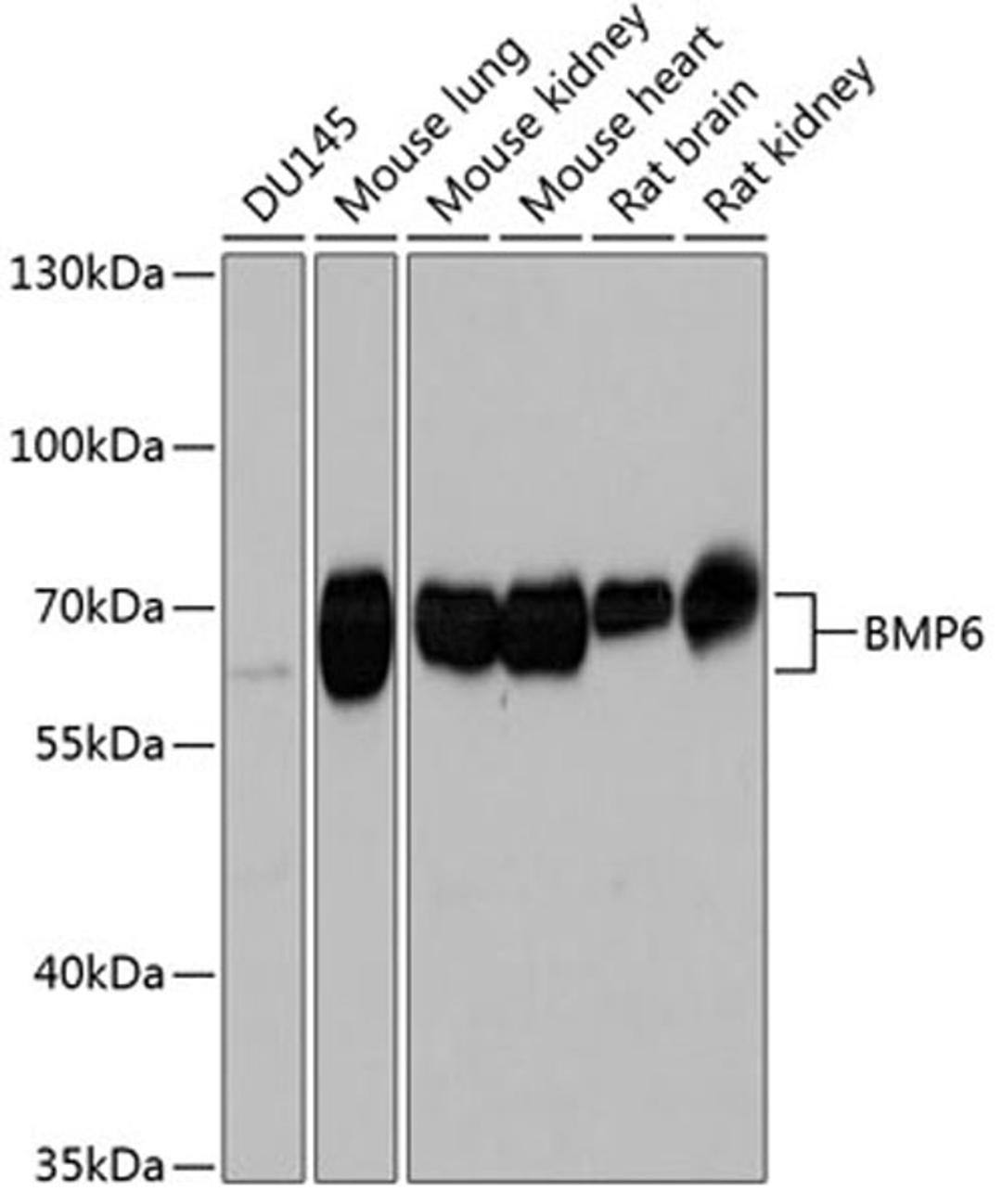 Western blot - BMP6 Antibody (A8333)