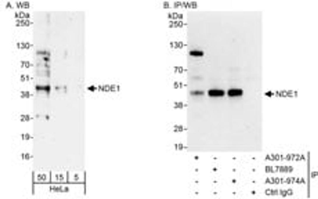 Detection of human NDE1 by western blot and immunoprecipitation.