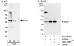 Detection of human NDE1 by western blot and immunoprecipitation.