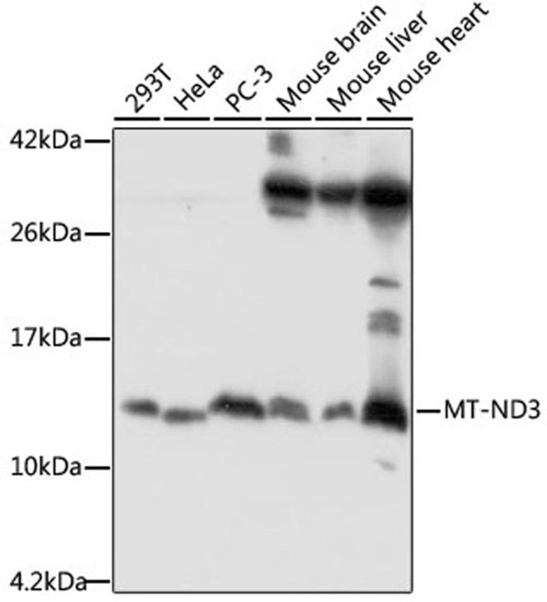 Western blot - MT-ND3 antibody (A17969)