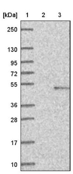 Western Blot: FADS1 Antibody [NBP1-84312] - Lane 1: Marker [kDa] 250, 130, 95, 72, 55, 36, 28, 17, 10<br/>Lane 2: Negative control (vector only transfected HEK293T lysate)<br/>Lane 3: Over-expression lysate (Co-expressed with a C-terminal myc-DDK tag (~3.1 kDa) in mammalian HEK293T cells, LY402257)