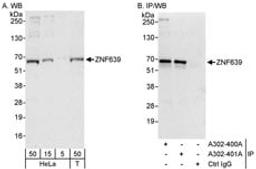 Detection of human ZNF639 by western blot and immunoprecipitation.