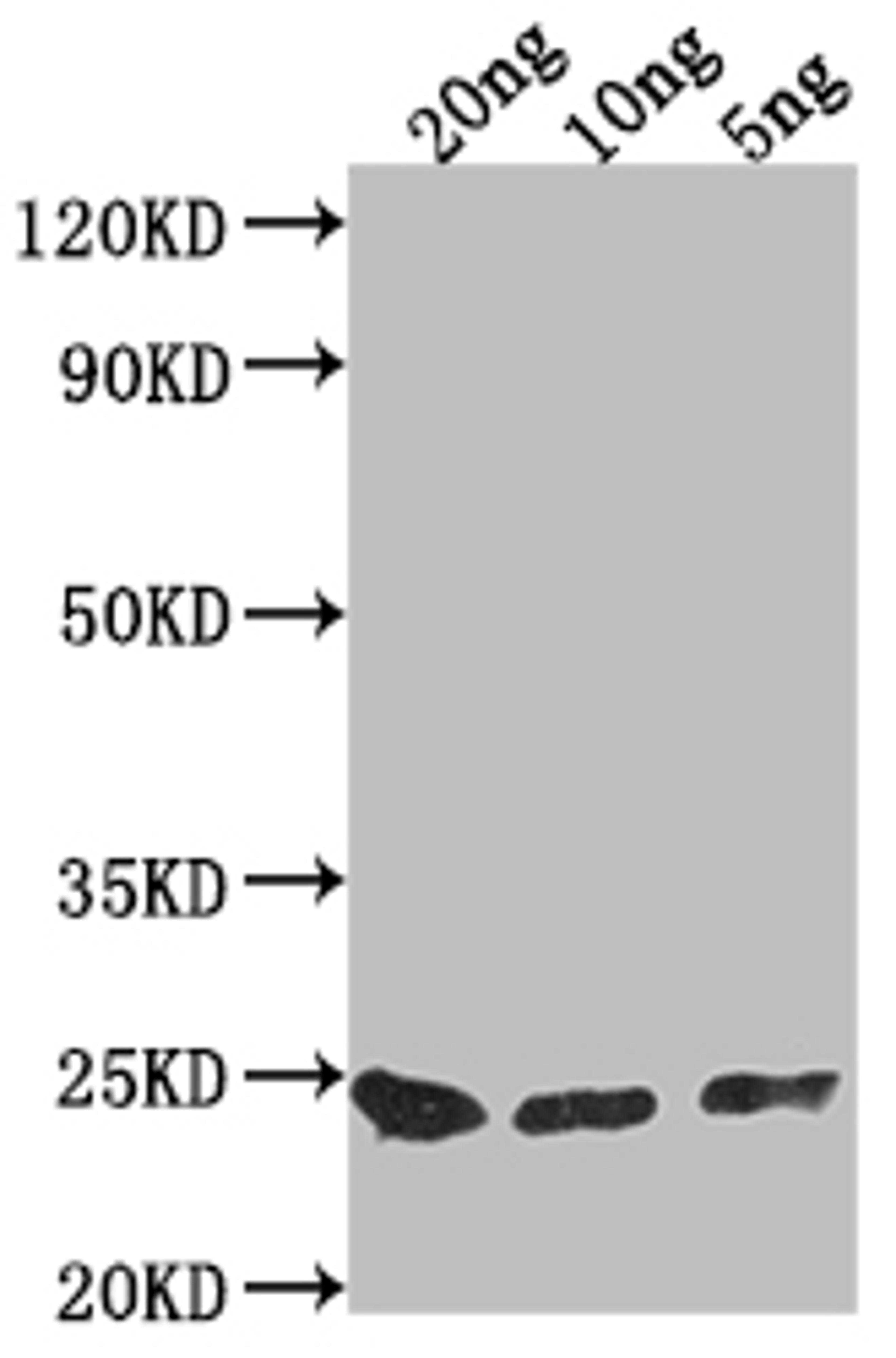 Western Blot. Positive WB detected in Recombinant protein. All lanes: PNCC antibody at 1:2000. Secondary. Goat polyclonal to rabbit IgG at 1/50000 dilution. Predicted band size: 21.7 kDa. Observed band size: 23 kDa. 