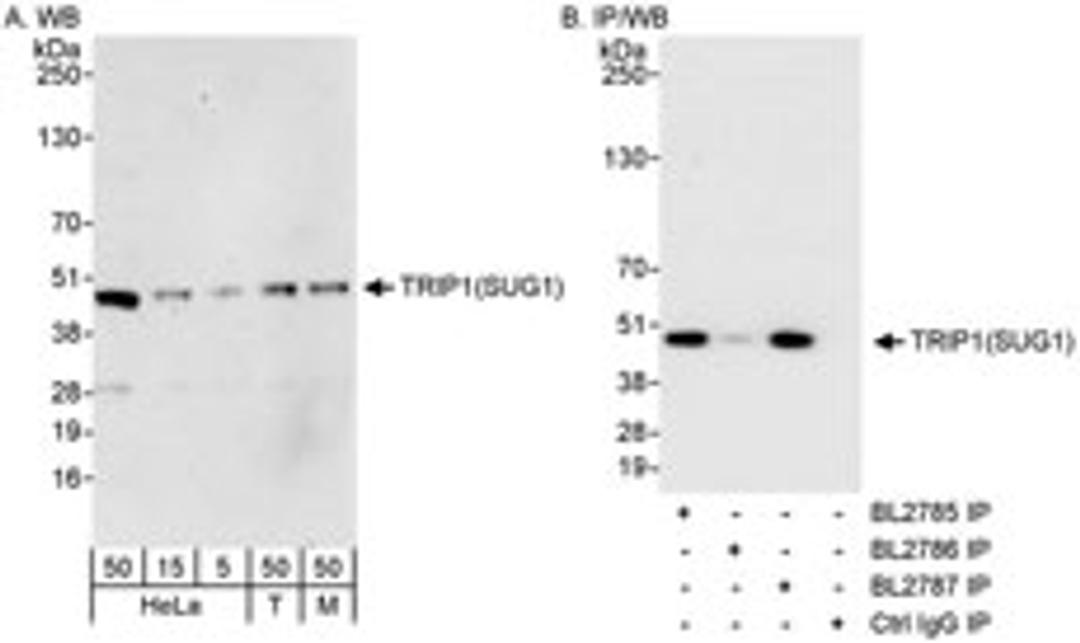 Detection of human and mouse TRIP1(SUG1) by western blot (h&m) and immunoprecipitation (h).