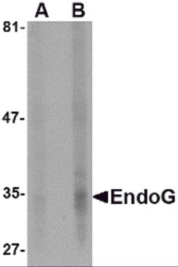 Western blot analysis of EndoG expression in HepG2 cell lysate with EndoG antibody at (A) 5 and (B) 10 &#956;g/mL.