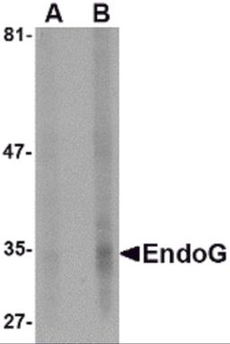 Western blot analysis of EndoG expression in HepG2 cell lysate with EndoG antibody at (A) 5 and (B) 10 μg/mL.