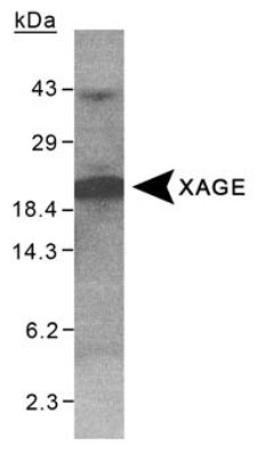 Western Blot: XAGE1 Antibody [NB100-262] - Detection of XAGE on purified His-XAGE (100 ug) using NB100-262.