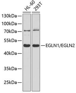 Western blot - EGLN1/EGLN2 antibody (A10342)